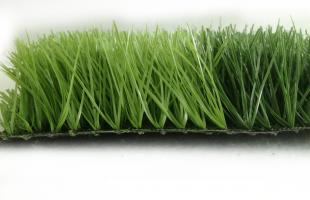 C? kim c??ng AVG 6600